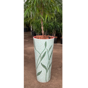 A-cone Shot Plantation Strilitia