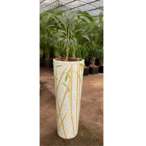 A-cone Tall Plantation Bamboo